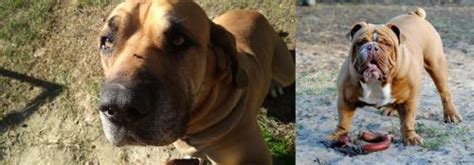 Hermes Bulldogge vs Cabecudo Boiadeiro 